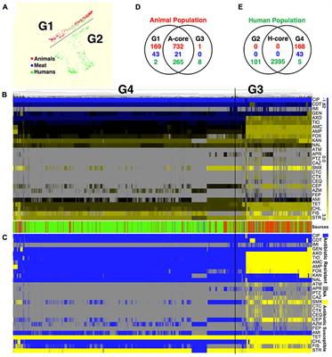 Multiple Food-Animal-Borne Route in Transmission of Antibiotic-Resistant Salmonella Newport to Humans